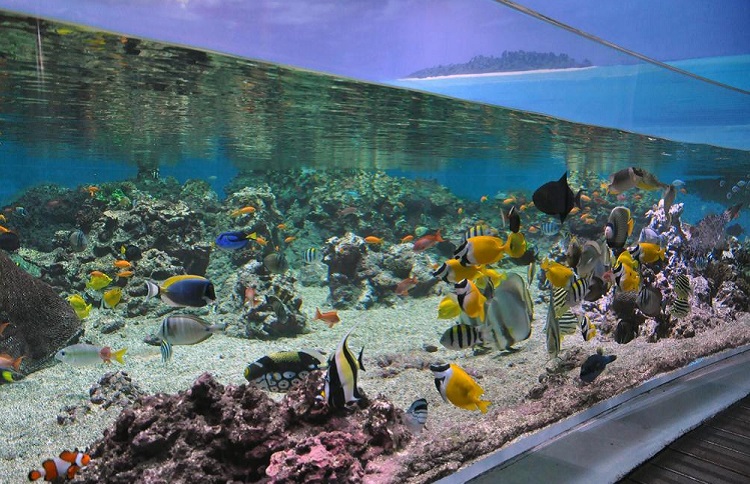 Аквариум Маре Нострум - описание достопримечательности и часы работы