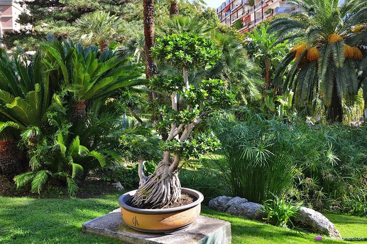 Ботанический сад Кальяри - время работы и стоимость билетов